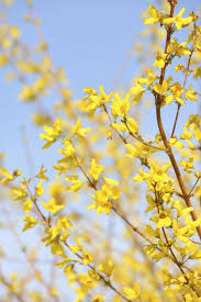 Early blooming shrubs, like flowering quince, offset the forsythia's bright yellow blossoms. Best Yellow Flowers Plants Houseplants For Spring And Summer