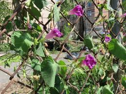Image result for Ipomoea vernalis