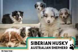 Check spelling or type a new query. Husky Australian Shepherd Mix Everything To Know My Happy Husky