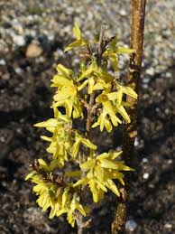 Image result for Faurea intermedia