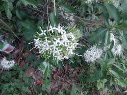 Image result for Pavetta sp. F