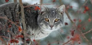Cat teeth cleaning cost can be another big concern for us. Cat Teeth Cleaning Cost Vancouver Teethwalls