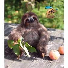 ай ай ай ай ай ай ай ай ай Yuliya Yuyu Yurkevich On Instagram Aj Aj Lyubit Yablochki Kak Vyyasnilos Animals Gorilla Bird