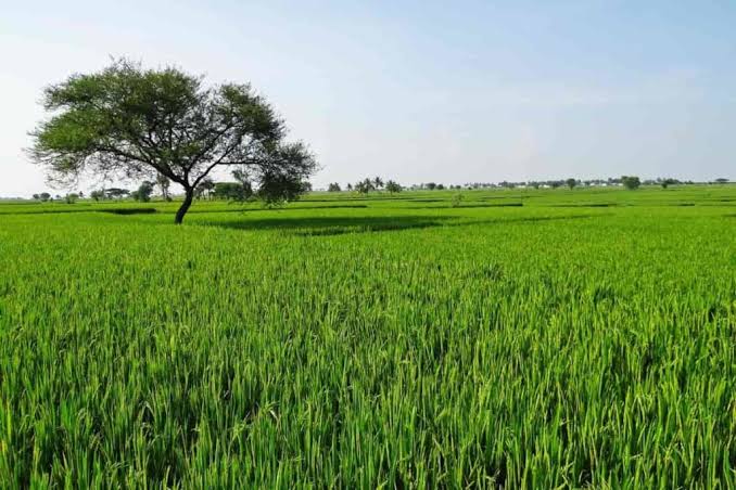 آیا خرید زمین در شمال سرمایه‌گذاری خوبی است؟-2