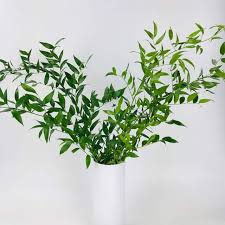 Store the vase in a cool, dry spot out of the sunlight for 2 to 6. Italian Ruscus Wholesale Bulk Flower Delivery Bulk Greenery Online