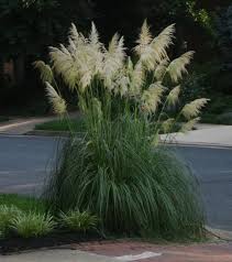 We did not find results for: Ravenna Grass Aka Hardy Pampas Grass