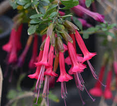 Image result for Cantua