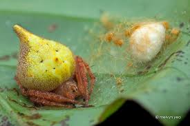 Orb Weaver And Her Egg Sac By Melvynyeo On Deviantart Orb Weavers Creepy Crawlies