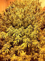 Led vs hid grow lights. Mh Hps Grow Light Tutorial Plus Cheap Ways To Exhaust Heat Grow Weed Easy