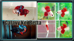 Betta galaxy koi is based on koi (japan) and betta marble. Galaxy Koi Betta Youtube