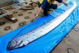 Di bawah laut, terdapat banyak aneka ragam tumbuhan dan hewan. Ikan Laut Dalam Tertangkap Nelayan Warga Jepang Khawatirkan Tsunami Halaman All Kompas Com