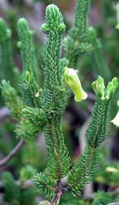 Image result for Erica wildii