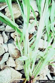 Image result for Rottboellia