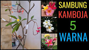 Check spelling or type a new query. Cara Sambung Kamboja Banyak Warna Bunga Kamboja Bali Plumeria Jepun Bali Youtube