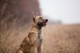 The malinois italiano's intelligence and propensity for obedience means that this mix is a dream to train. 9 Belgian Dog Breeds With Pictures Pet Keen