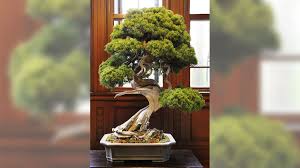 Loren klein / getty images. Bonsai Thief Steals 118 000 Of Tiny Trees Including Prized 400 Year Old Juniper Cnn
