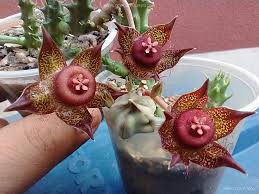 Image result for Duvalia polita