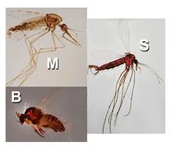 Image result for what do Mallophaga look like in dog fur