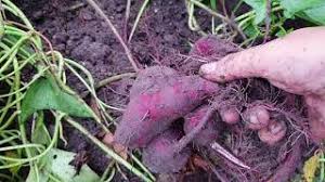 ( 4 biji kentang dibelah dua). Ubi Keledek Herunterladen