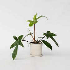 Image result for Filodendron Philodendron