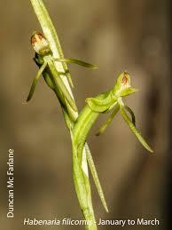 Image result for Habenaria filicornis