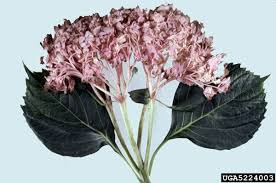 Botrytis blight, also called gray mold, is a fungal disease that commonly affects hydrangea plants. What S Wrong With My Plant Garden University Of Minnesota Extension