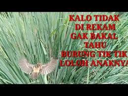 Download lagu burung cici padi mp3 dan video klip mp4 (4.22 mb) gudanglagu. Suara Pikat Burung Cici Padi Betina Lagu Mp3 Dan Video Mp4 Planetlagu