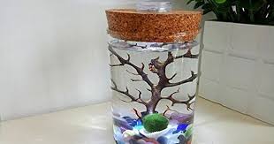 Newdreamworlds Marimo Terrarium Kit 11cm Glass Cylinder Vase With Led Light Living Moss Ball Cats Eyes Pebb Glass Cylinder Vases Cylinder Vase Terrariums Kits