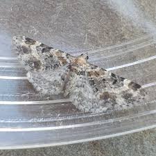 Image result for Eupithecia pulchellata