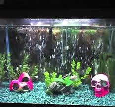 Photographie de markus varesyuo : Anyone Breed Skirt Tetras Aquarium Advice Aquarium Forum Community