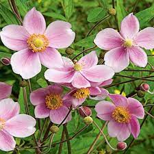 1 Gal Mauve Grape Leaf Anemone Plant In 2020 Plants Grape Plant Grape Leaves