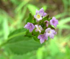 Image result for Lantana rugosa