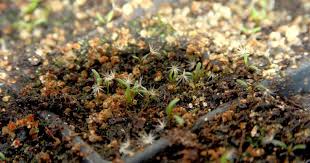 Image result for Dyssodia tenuiloba