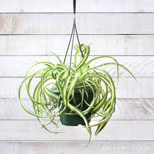 Image result for Chlorophytum stolzii