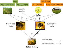 Check spelling or type a new query. Dominance Of Cropland Reduces The Pollen Deposition From Bumble Bees Scientific Reports