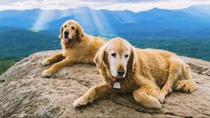 The most recent published articles. One Of The Locally Renowned Stowe Pinnacle Dogs Has Died Owner Says
