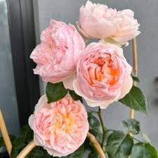 Evelyn Rose Plant｜伊芙琳