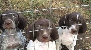 Puppies for sale in lena, illinois, west of chicago. Stone Bridge Gsp Pups For Sale Home Facebook