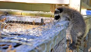 Check spelling or type a new query. Use A Trap To Protect Your Chickens From Raccoons Hobby Farms
