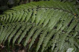 Image result for Asplenium bugoiense