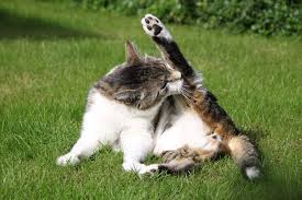 Do they constantly scratch or lick themselves? If Your Cat S Going Bald Or Experiencing Hair Loss You Should Be Concerned Find Out What You Should Look For What The Cause Is An Cats Going Bald Cat Images