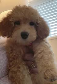 Favorite this post jun 11 Goldendoodle Puppies For Sale Delray Beach Fl 353938