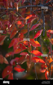 Image result for Spirostachys