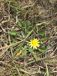 Image result for Haplocarpha