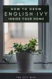 Keep english ivy houseplants moist in the winter. Tips For Growing Ivy Indoors Hedera Helix Watering Care Guide