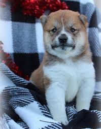 There are 11167 shiba inu for sale on etsy. Shiba Inu Puppies For Sale In Puerto Rico 8 11 Weeks Shiba Inu Puppies For Adoption Facebook