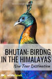 Our Newest Destination Bhutan Whitehawk Birding Bhutan Nature Tour Tours