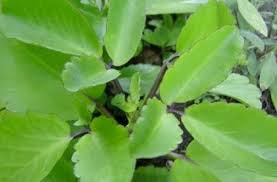 Leaf Of Life And Weight Loss