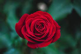 Flowers Name In English Pictures Videos Charts Ira Parenting In 2020 Beautiful Red Roses Hybrid Tea Roses Red Rose Flower
