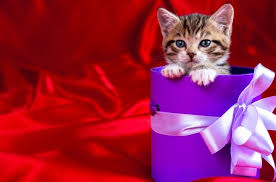 yavru kedi bakimi surecinde dikkat edilmesi gereken adimlar nelerdir pet haber gazetesi